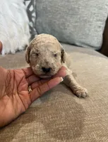 Ivory, a female Poodle - Standard  for sale in Dacula, GA – Photo 1 of 6