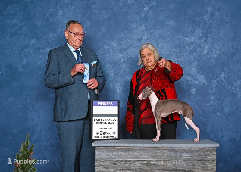 Oliver – Italian Greyhound puppy for sale in Atascadero, CA