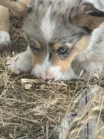 Dog, a male Pembroke Welsh Corgi for sale in Spokane, WA – 5 of 10