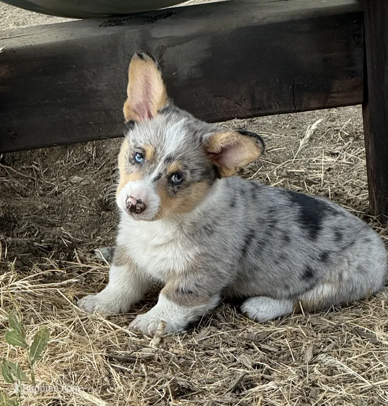 Dog – Pembroke Welsh Corgi puppy for sale in Spokane, WA