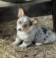 Dog, a male Pembroke Welsh Corgi for sale in Spokane, WA – 1 of 10