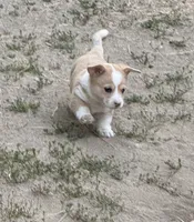 Miss Piggy, a female Pembroke Welsh Corgi for sale in Spokane, WA – 2 of 10