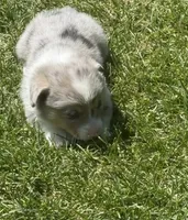 Dog, a male Pembroke Welsh Corgi for sale in Spokane, WA – 5 of 9