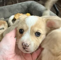 Miss Piggy, a female Pembroke Welsh Corgi for sale in Spokane, WA – 4 of 10