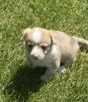 Miss Piggy, a female Pembroke Welsh Corgi for sale in Spokane, WA – 9 of 10