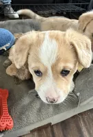Miss Piggy, a female Pembroke Welsh Corgi for sale in Spokane, WA – 5 of 10