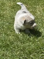 Dog, a male Pembroke Welsh Corgi for sale in Spokane, WA – 8 of 9