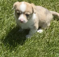 Miss Piggy, a female Pembroke Welsh Corgi for sale in Spokane, WA – 7 of 10
