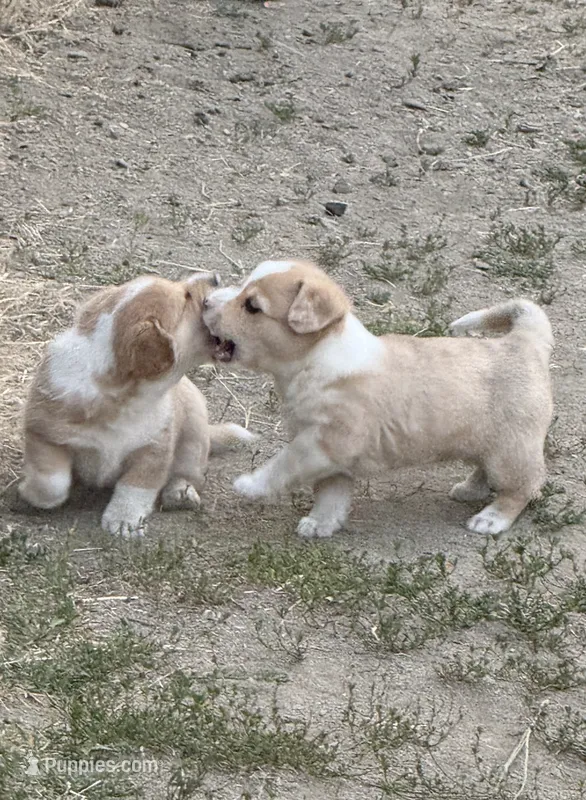 Miss Piggy – Pembroke Welsh Corgi puppy for sale in Spokane, WA