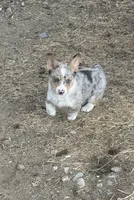 Dog, a male Pembroke Welsh Corgi for sale in Spokane, WA – 3 of 10