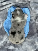 Dog, a male Pembroke Welsh Corgi for sale in Spokane, WA – 6 of 9