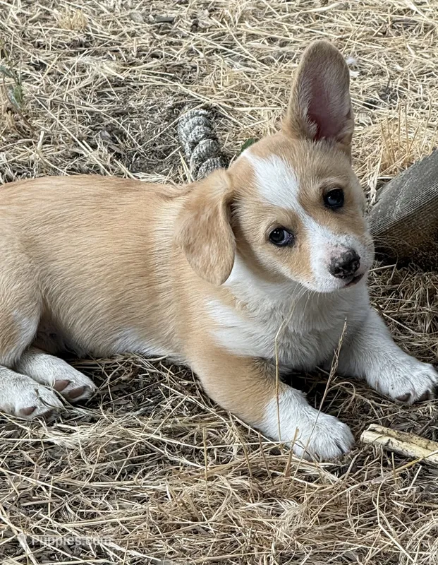 Miss Piggy – Pembroke Welsh Corgi puppy for sale in Spokane, WA