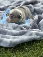 Dog, a male Pembroke Welsh Corgi for sale in Spokane, WA – 3 of 9