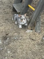 Dog, a male Pembroke Welsh Corgi for sale in Spokane, WA – 4 of 10