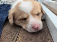 Miss Piggy, a female Pembroke Welsh Corgi for sale in Spokane, WA – 3 of 10