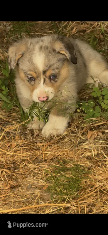 Dog – Pembroke Welsh Corgi puppy for sale in Spokane, WA