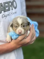 Dog, a male Pembroke Welsh Corgi for sale in Spokane, WA – 1 of 9
