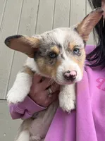 Dog, a male Pembroke Welsh Corgi for sale in Spokane, WA – 2 of 10