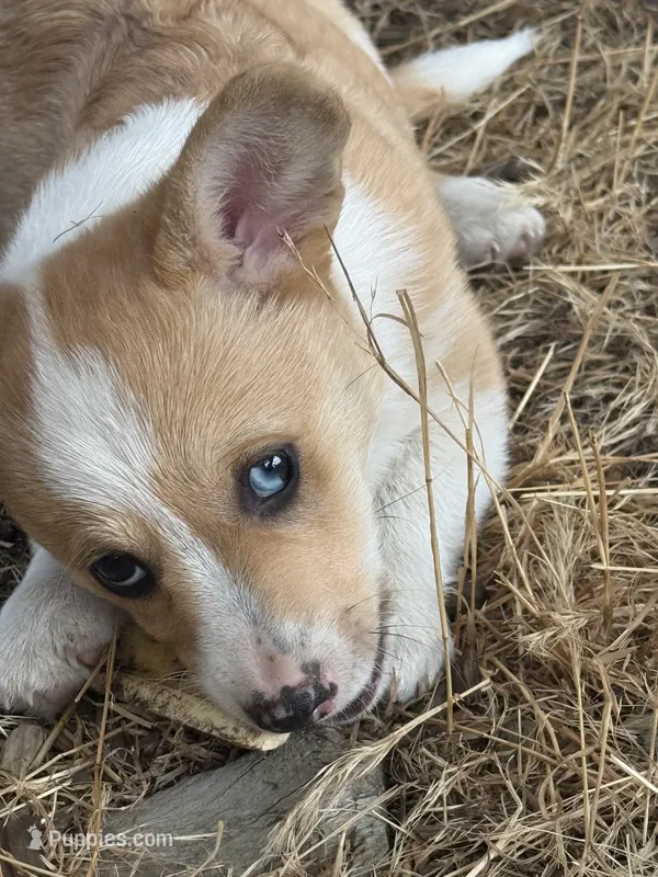 Miss Piggy – Pembroke Welsh Corgi puppy for sale in Spokane, WA