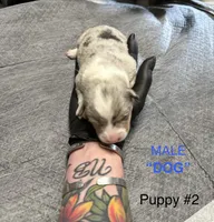 Dog, a male Pembroke Welsh Corgi for sale in Spokane, WA – 2 of 9