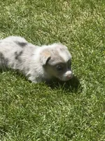 Dog, a male Pembroke Welsh Corgi for sale in Spokane, WA – 7 of 9