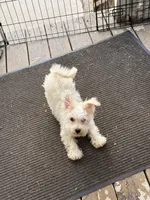 Ice, a male Bichon Frise for sale in Milwaukee, WI – 2 of 4
