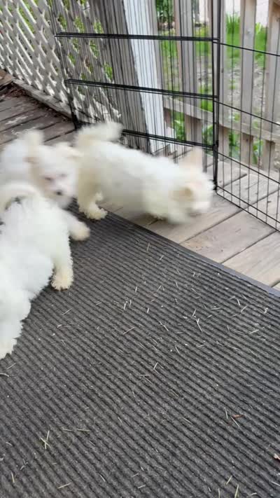 Creamy, a female Bichon Frise for sale in Milwaukee, WI – 2 of 2