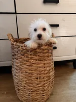 Ice, a male Bichon Frise for sale in Milwaukee, WI – 3 of 4