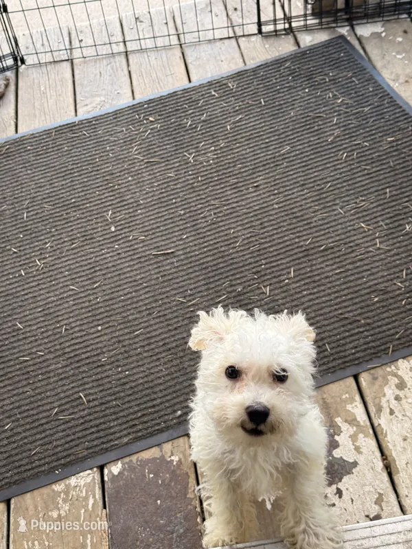 Ice – Bichon Frise puppy for sale in Milwaukee, WI