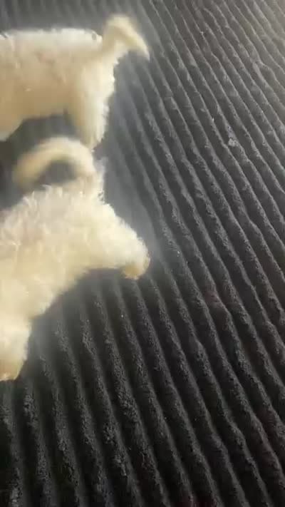 Creamy, a female Bichon Frise for sale in Milwaukee, WI – 1 of 2