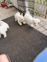 Ice, a male Bichon Frise for sale in Milwaukee, WI – 4 of 4