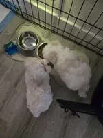 Milo, a male Maltese for sale in Tulare, CA – Photo 2 of 7