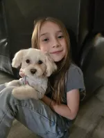 Milo, a male Maltese for sale in Tulare, CA – Photo 5 of 7