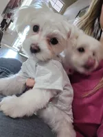 Milo, a male Maltese for sale in Tulare, CA – Photo 3 of 7