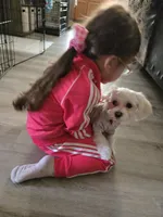 Milo, a male Maltese for sale in Tulare, CA – Photo 6 of 7