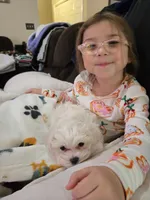 Milo, a male Maltese for sale in Tulare, CA – Photo 1 of 7