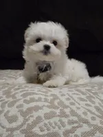 Milo, a male Maltese for sale in Tulare, CA – Photo 4 of 7