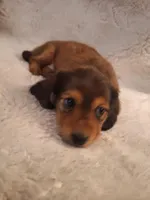 Daisy, a female Miniature Dachshund for sale in Griffin, GA – Photo 2 of 4