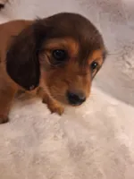 Daisy, a female Miniature Dachshund for sale in Griffin, GA – Photo 3 of 4