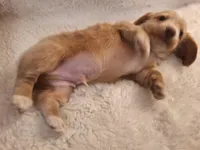 Blondie, a male Miniature Dachshund for sale in Griffin, GA – Photo 2 of 4