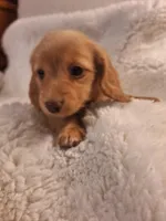 Biscuit, a female Miniature Dachshund for sale in Griffin, GA – Photo 3 of 4