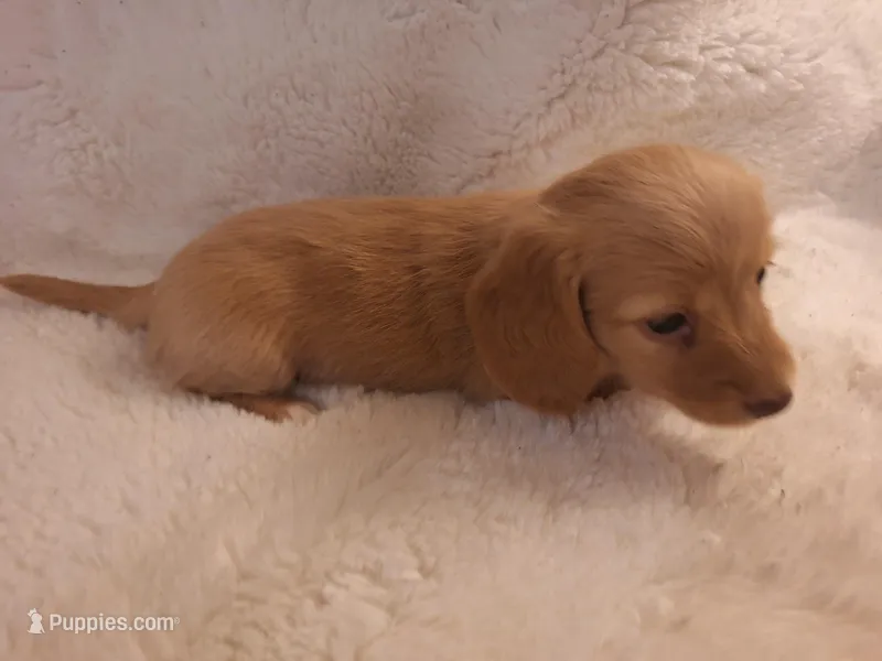 Biscuit, a female Miniature Dachshund for sale in Griffin, GA – Photo 1 of 4