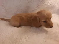 Biscuit, a female Miniature Dachshund for sale in Griffin, GA – Photo 1 of 4