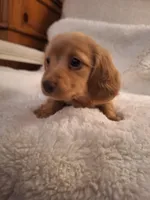 Biscuit, a female Miniature Dachshund for sale in Griffin, GA – Photo 2 of 4