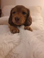 Rusty, a male Miniature Dachshund for sale in Griffin, GA – Photo 1 of 4