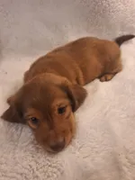 Rusty, a male Miniature Dachshund for sale in Griffin, GA – Photo 3 of 4