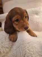 Rusty, a male Miniature Dachshund for sale in Griffin, GA – Photo 2 of 4