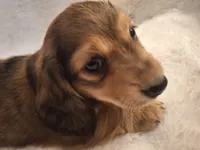 Dexter, a male Miniature Dachshund for sale in Griffin, GA – Photo 2 of 4