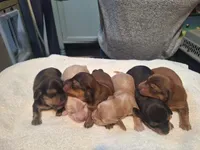 Dexter, a male Miniature Dachshund for sale in Griffin, GA – Photo 4 of 4