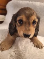 Dexter, a male Miniature Dachshund for sale in Griffin, GA – Photo 3 of 4